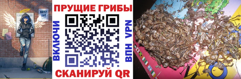 цены   Реутов  Галлюциногенные грибы ЛСД 